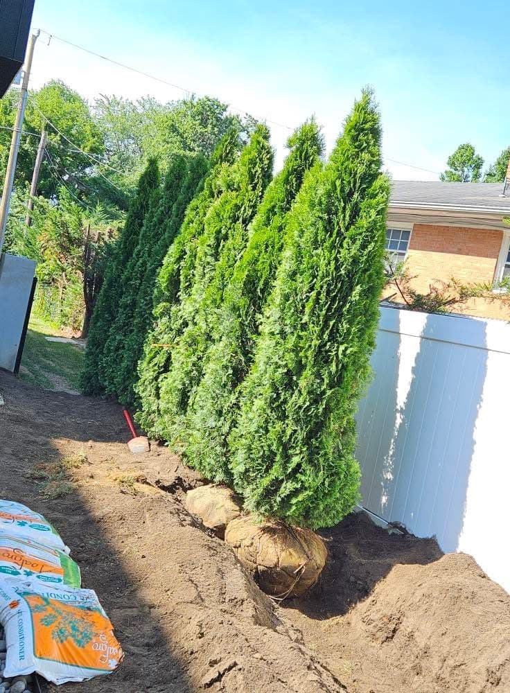 Professional Tree & Shrub Care service in Wichita Kansas by Prestige Lawn Care